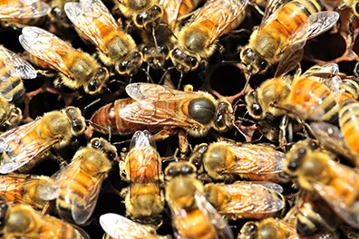 Méhpempő a kaptárból