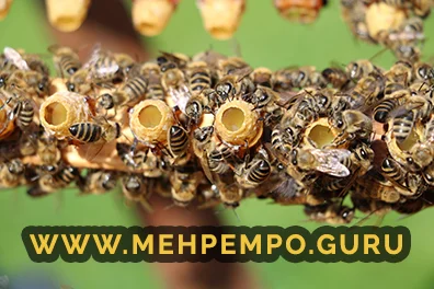 méhek nagymértékben kezelése cukorbetegséggel