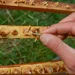 Méhpempőt termelő méhészet